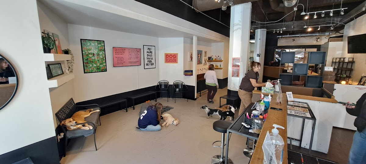 Are You My Human? Rescue Dog Lounge