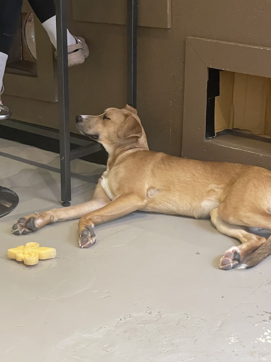 Are You My Human? Rescue Dog Lounge Photos 2