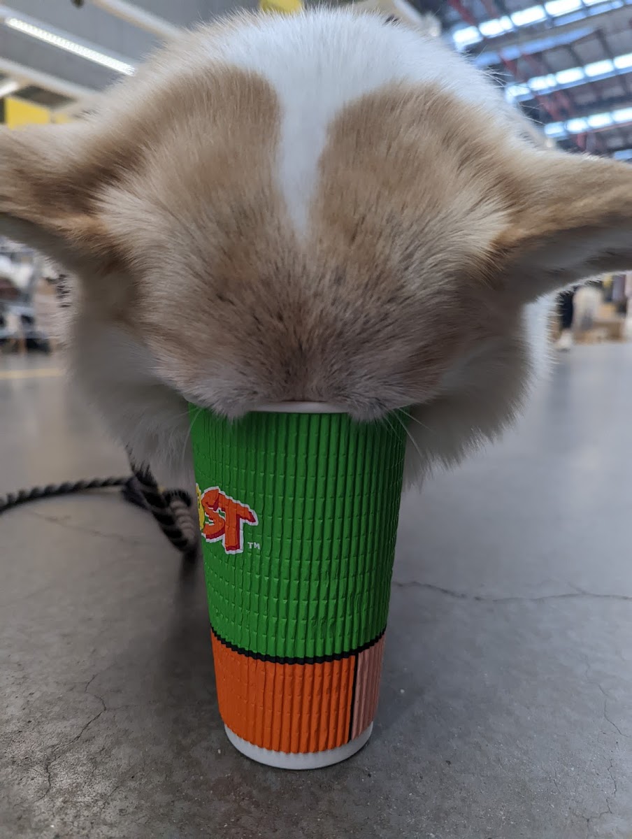 Boost Juice - Vic Gardens Photos 2