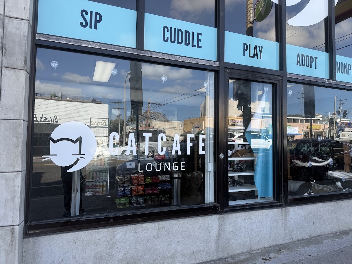 Catcafe Lounge | Cats + Kittens + Catio