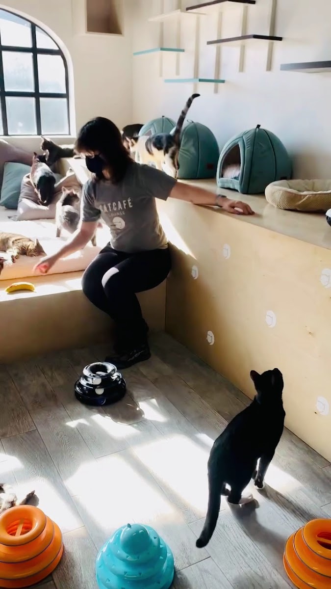 Catcafe Lounge | Cats + Kittens + Catio Photos 9