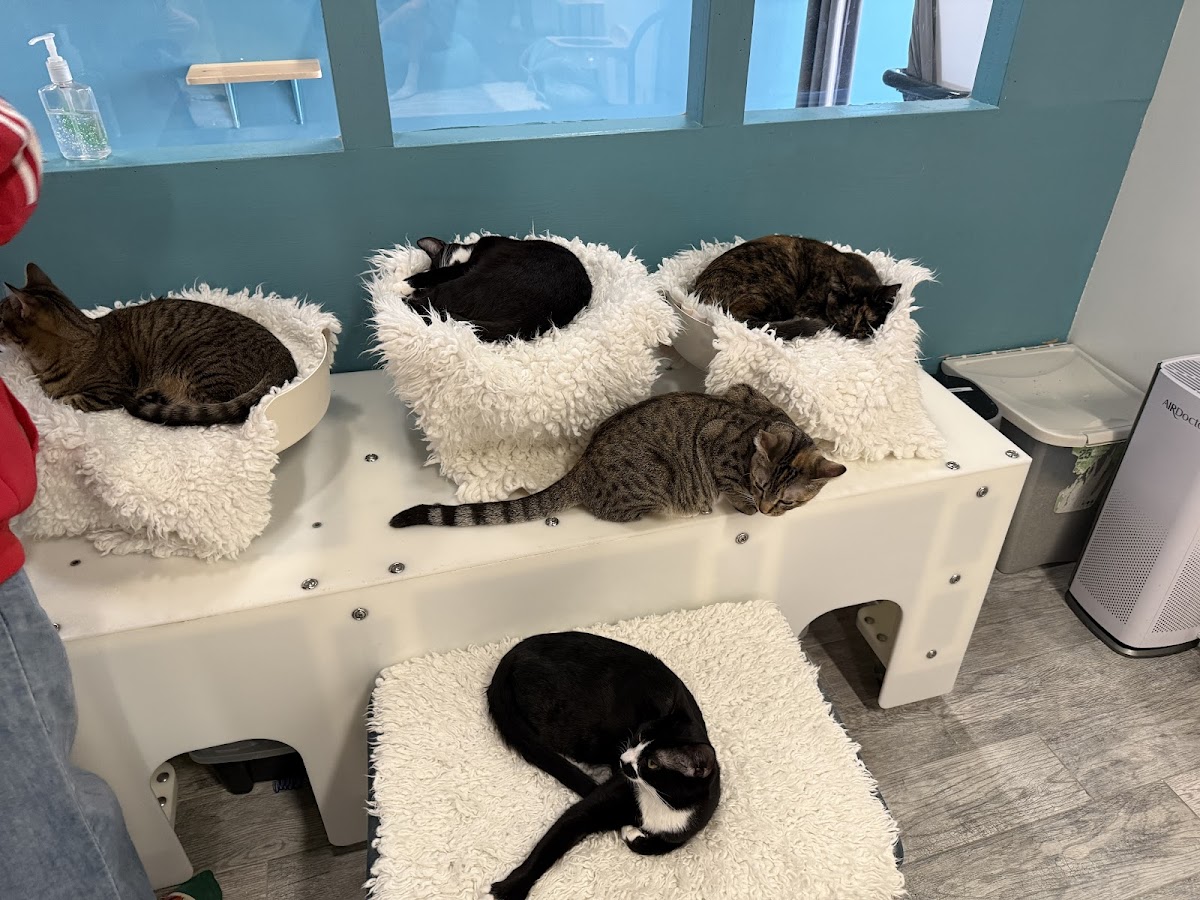 Catcafe Lounge | Cats + Kittens + Catio Photos 2