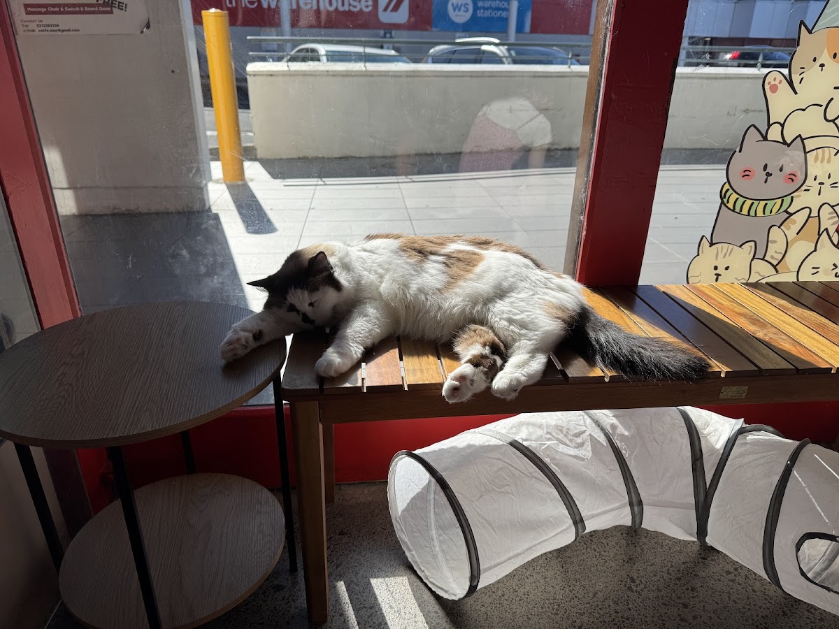 Catfe Mao Photos 2