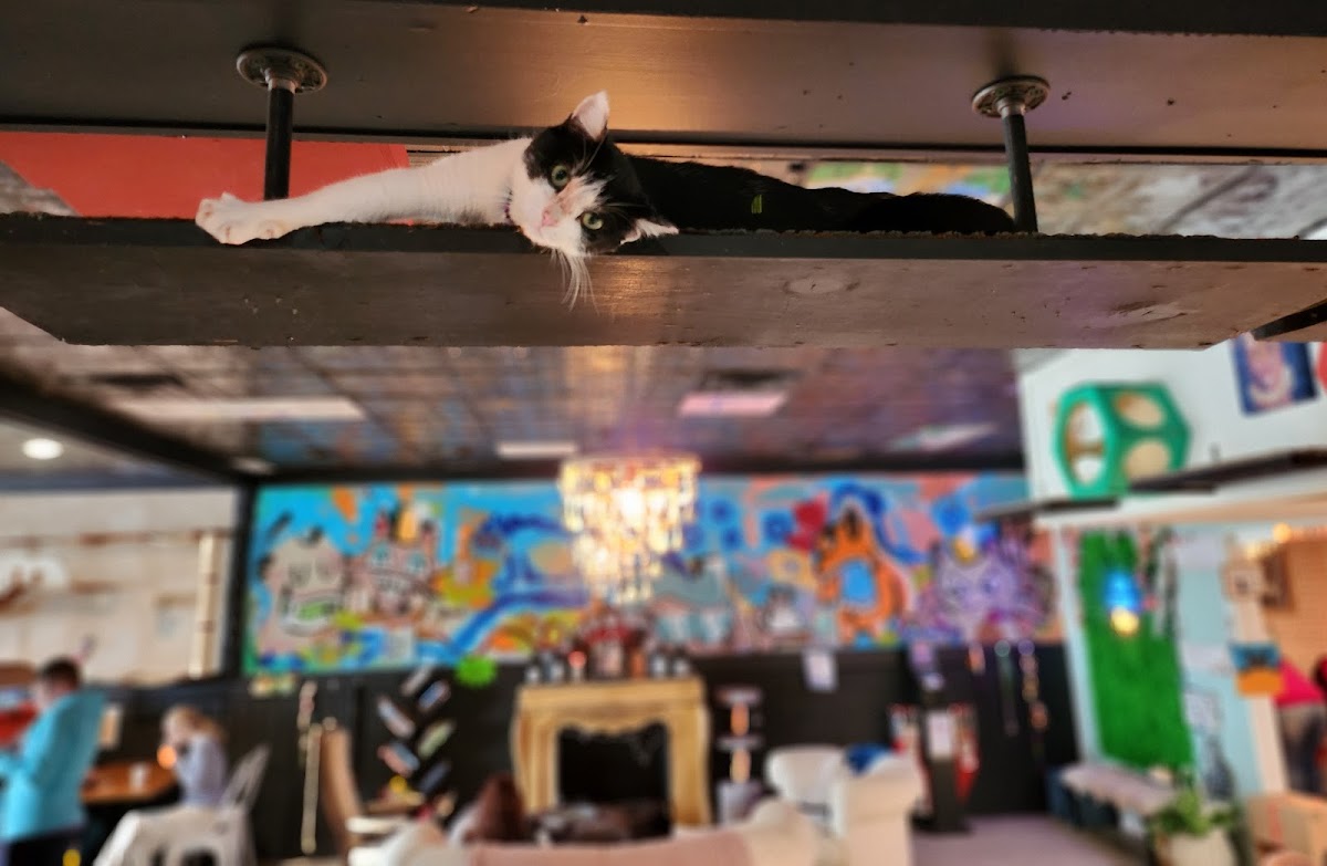 Cups And Claws Cat Cafe And Lounge
