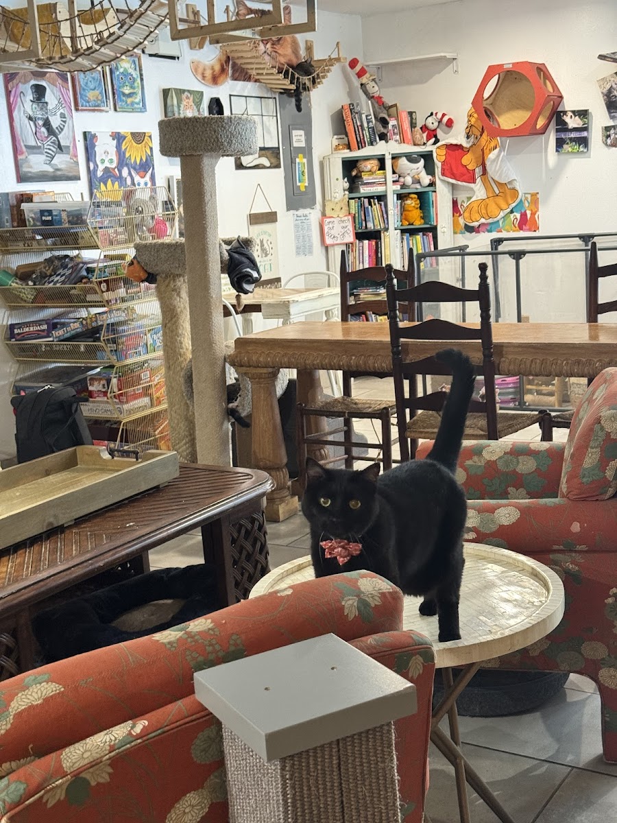 Cups And Claws Cat Cafe And Lounge Photos 9