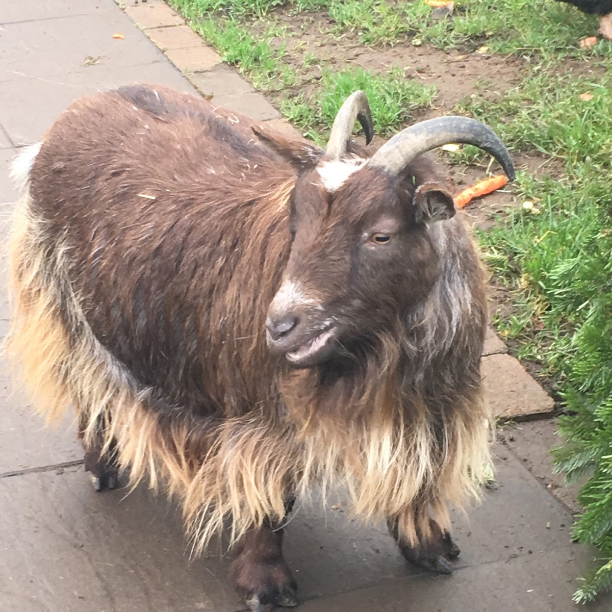 Dancing Goat Cafe Photos 2