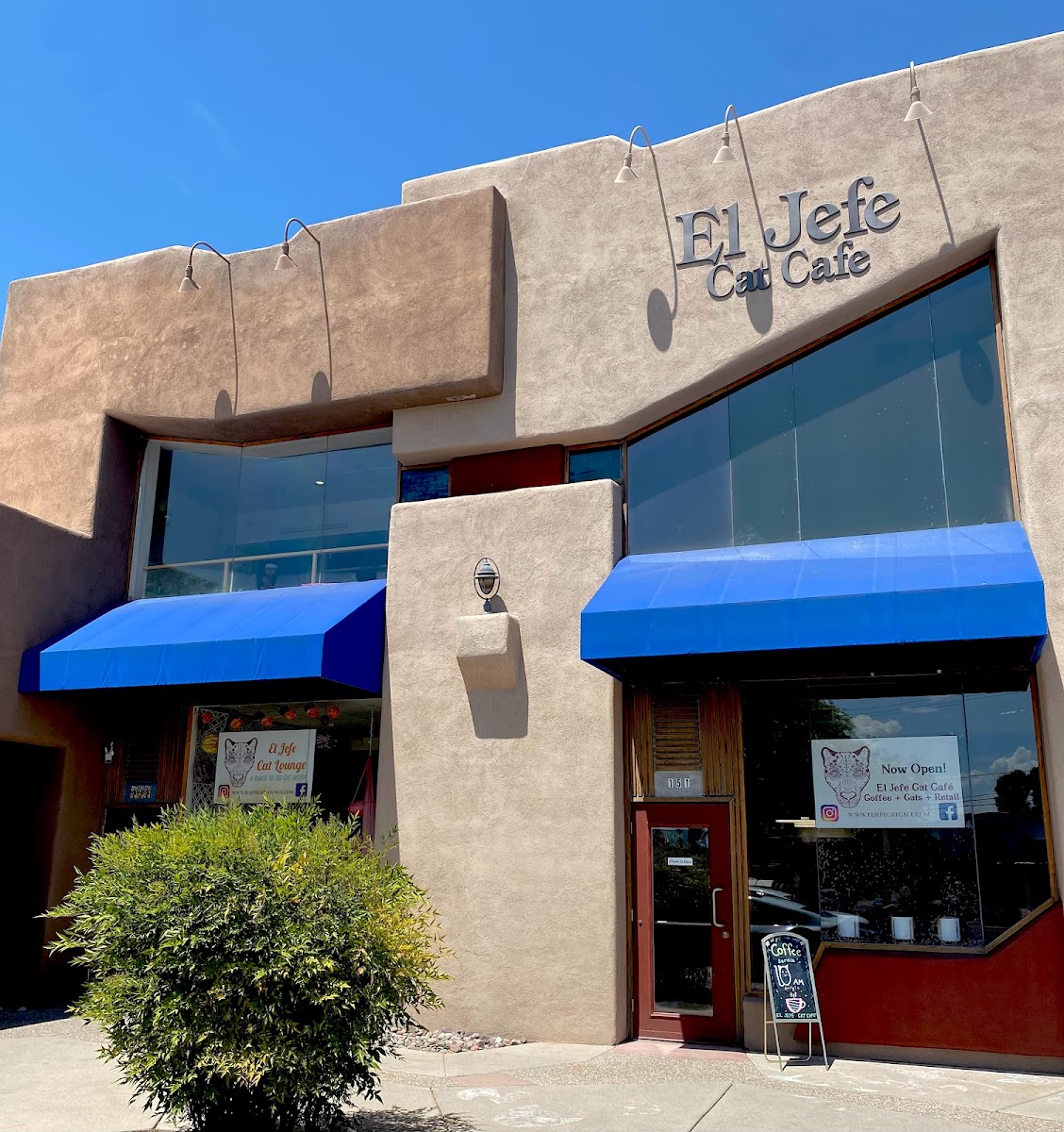 El Jefe Cat Cafe