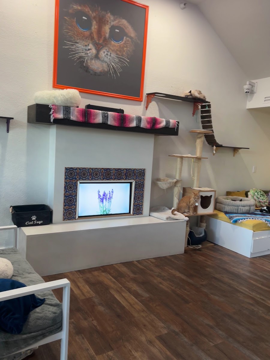 El Jefe Cat Cafe Photos 9