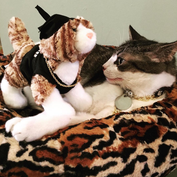 Le Cat Cafe Photos 9