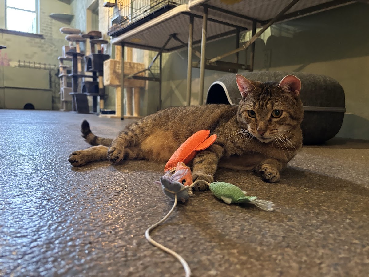 Le Cat Cafe Photos 2