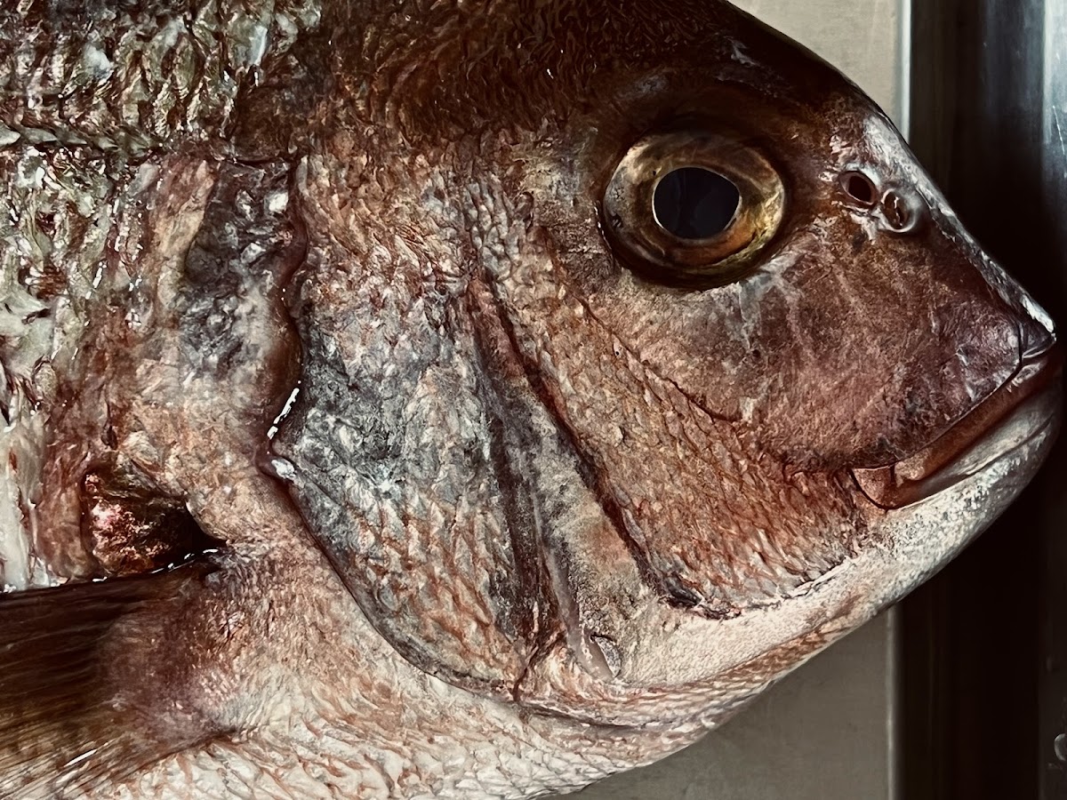 Limanaki Fish Tavern Photos 2