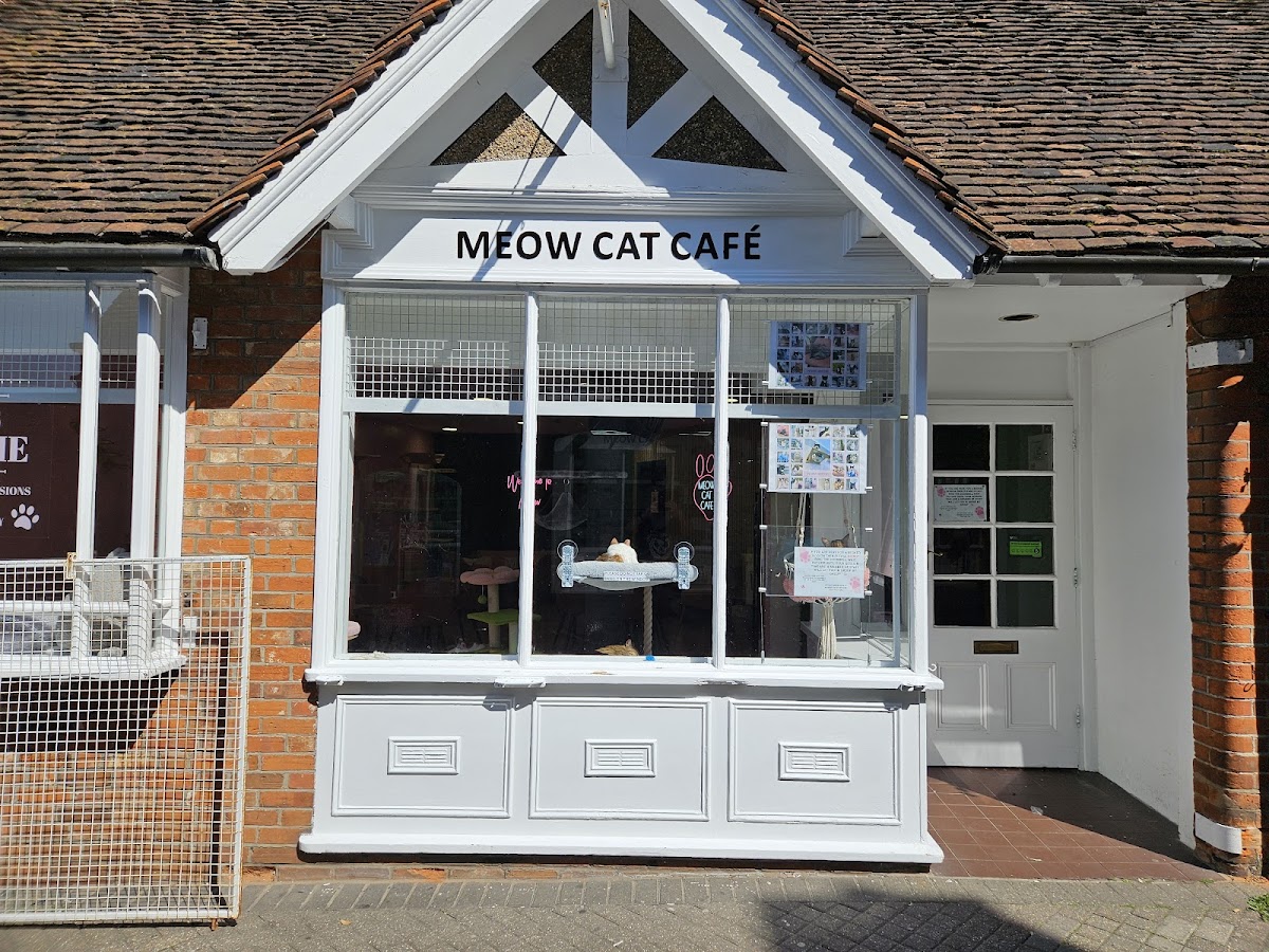 Meow Cat Café Essex Photos 9