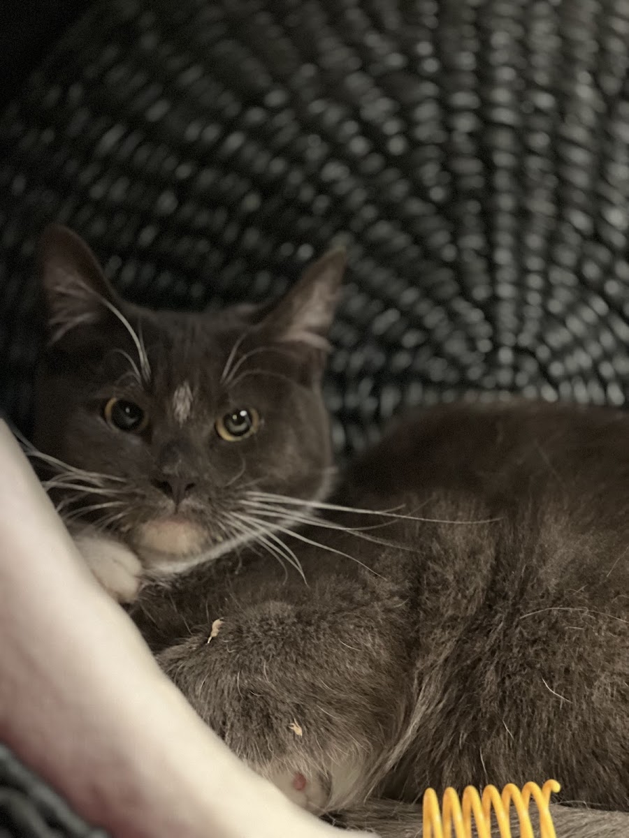 Munchies' Craft | Cat Cafe & Bar Photos 9