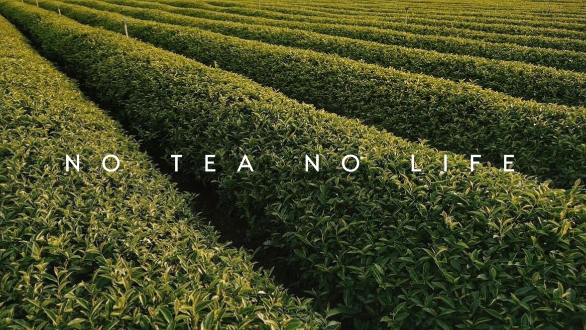 Tea Champ Photos 2