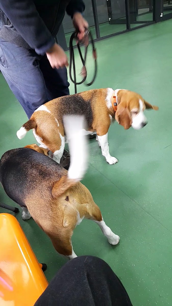 The Dog Park Coffee Shop Photos 2