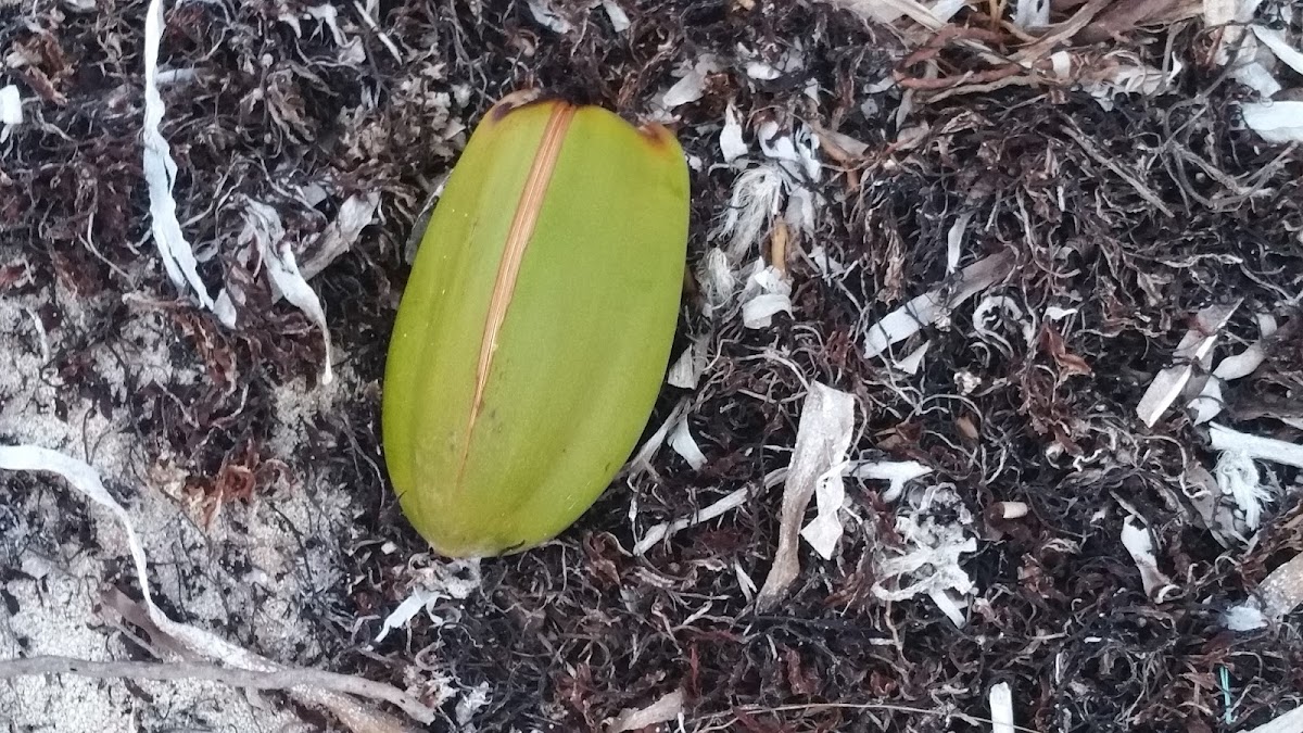 The Palms At Pelican Cove Photos 9