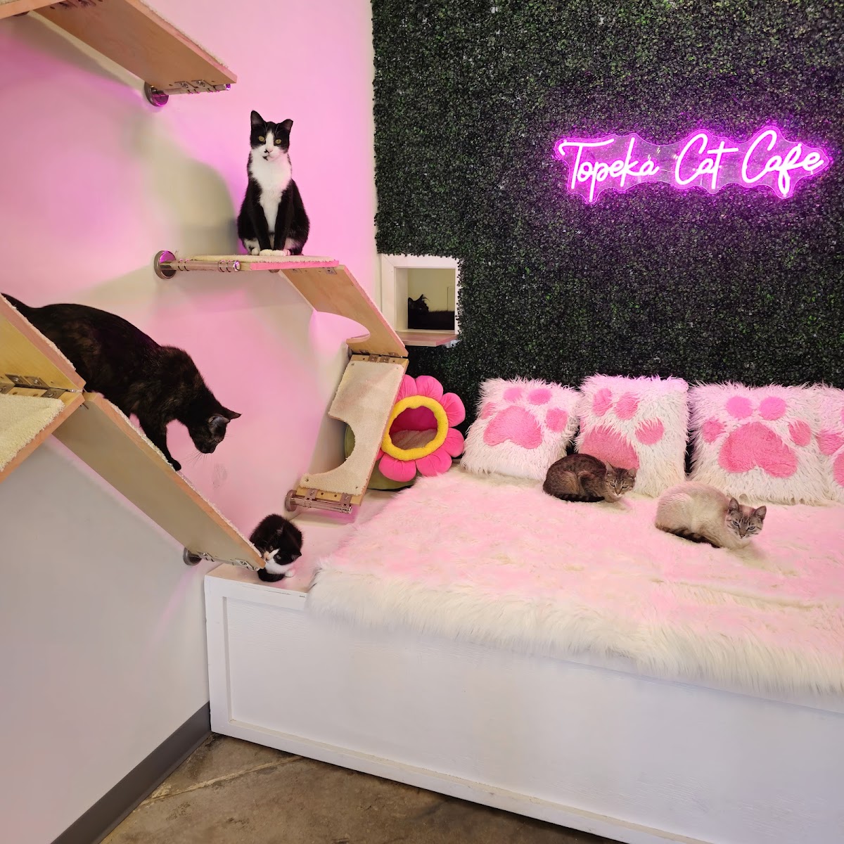 Topeka Cat Cafe Photos 2