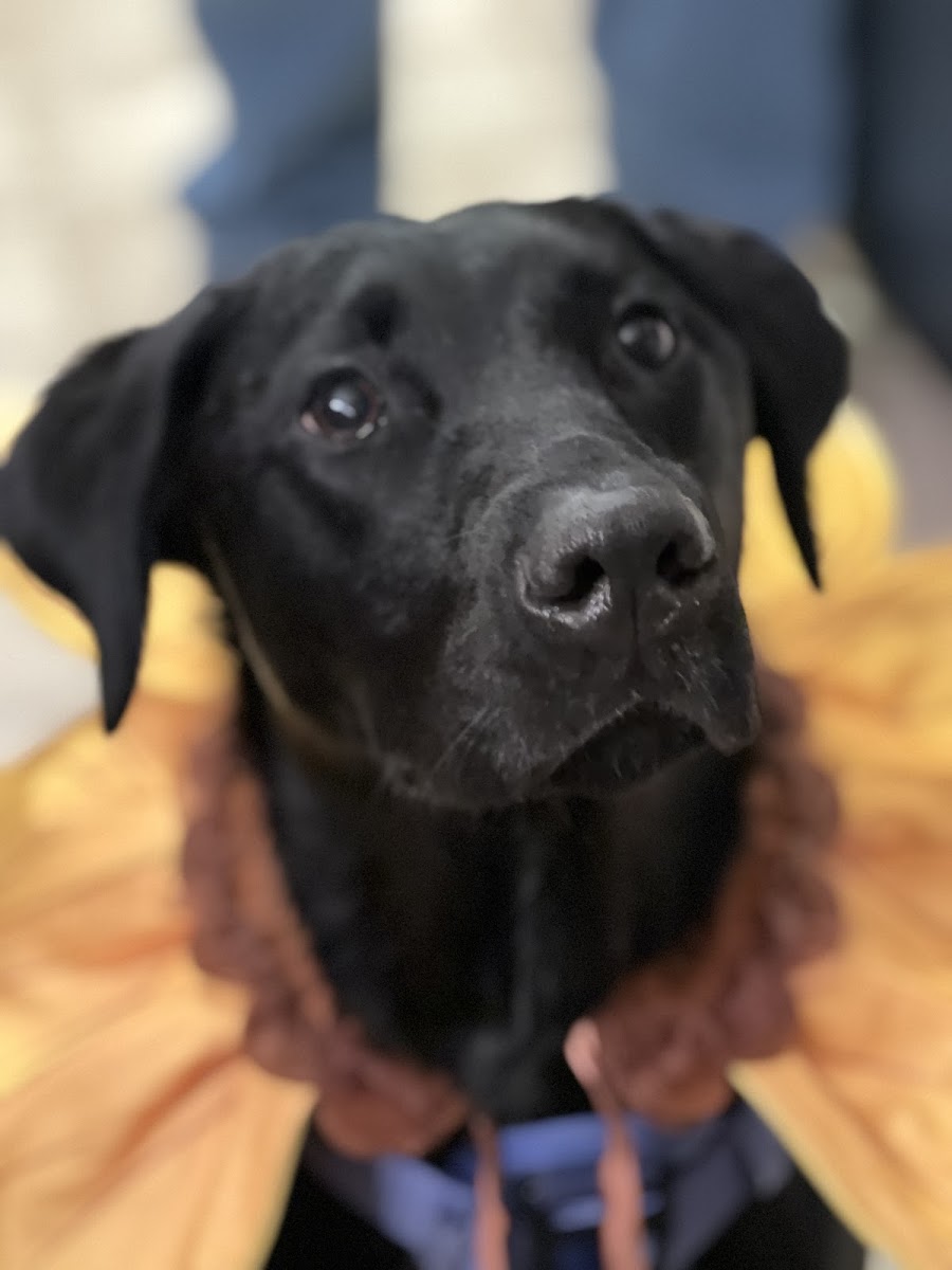 Woof Houze Photos 2
